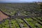 Grape cultivation on the azores in tightly lined plots with lava stones