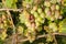 Grape disease close-up damage to rot and parasites. The concept