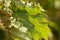 Grape disease, grapevine is affected by pests