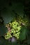 Grape disease. Rotting and ripening grapes on one vine. Crop infected gray mold. Agricultural problems. Botrytis cinerea