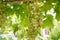 Grape disease. White grapes rot on the vine. Crop infected by gray mold. Botrytis cinerea