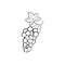 Grape doodle icon vector hand drawing simple background