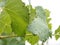 Grape erineum mite and their galls. Vineyard problem. Top of leaf look blistered, underside like rust. Colomerus vitis.