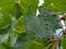 Grape erineum mite and their galls. Vineyard problem. Top of leaf looks blistered. Colomerus vitis.