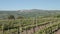 A grape farm panorama