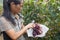 Grape farmer harvesting grapes