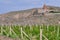 Grape field in Ararat valley. View of Khor Virap monastery