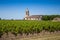 Grape field and old church behind near Bordeaux