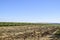 Grape field. Part of the plowed field near the vineyard.