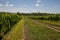 Grape field in a sunny day. Wine industry