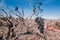 Grape field with trees bushes without leaves in winter season