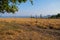 Grape field without trees. Dry grass and empty posts