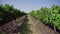 Grape field, vineyard rows