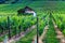 Grape fields in Germany.