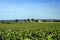 Grape fields in the Loire Valley.