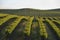 Grape fields napa valley on the way to santa rosa