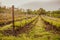 Grape fields in spring and summer in the sun