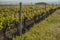 Grape fields in spring and summer in the sun