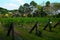 Grape Fields in Wang Nam Khiao, Nakhon Ratchasima Province.