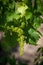 Grape flowers with shallow depth of field. Flowering vi