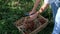 Grape. Fruits of central asia. Picking grapes. Gardens of Tajikistan.