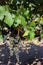 Grape fruits in a Chilean winery