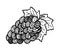 Grape fruits, zen art. Hand-drawn, doodle, vector, zentangle design elements