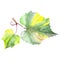 Grape green leaf in a watercolor style isolated. Background illustration set. Isolated leaf illustration element.