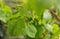 Grape green leaves and grain closeup. Summer or spring season background with vine leaves. Nature concept