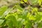 Grape green leaves and grain closeup. Summer or spring season background with vine leaves. Nature concept