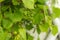 Grape green leaves and grain closeup. Summer or spring season background with vine leaves. Nature concept