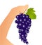 Grape in a hand
