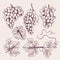 Grape hand drawn. Vine leaves and branch tendrils vintage vineyard vector sketch collection