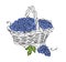 Grape harvest in the basket. Simple vector sketch, doodle illustration. One continuous line art drawing of blue grape