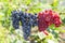 Grape harvest festival, bunch of ripe large varietal dark blue red wine grapes