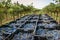 Grape harvest loaded in plastic crates in a Italian vineyard