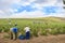 Grape harvest in Stellenbosch, South Africa. Picking grapes in teamwork.