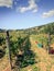 Grape harvest in Tuscany