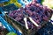 Grape harvest in the vineyard. Close-up of garden shears for assembling grapes on red and black clusters of Pinot Noir grapes,