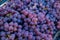 Grape harvest in the vineyard. Close-up of red and black clusters of Pinot Noir grapes collected in boxes and ready for wine