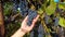 Grape harvest in the vineyard. Farmers hand takes bunch black grape, touches and check it, collection and inspection of