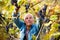 Grape harvest in the vineyard. A man removes clusters of black Isabella grapes from a vine