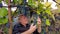 Grape harvest in the vineyard. Smiling senior farmer touches, check, and cut with a pruner bunch black grape. Pinot Noir