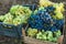 Grape harvest. Wineyard. Grapes wine on tree with branch and green background