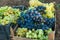 Grape harvest. Wineyard. Grapes wine on tree with branch and green background