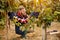 Grape harvest worker vintner on vineyard