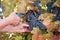 Grape harvesting in a vineyard