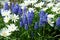 Grape Hyacinth