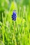 Grape Hyacinth