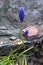 Grape Hyacinth